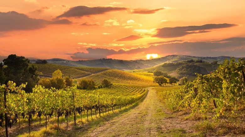 Vineyards in Tuscany